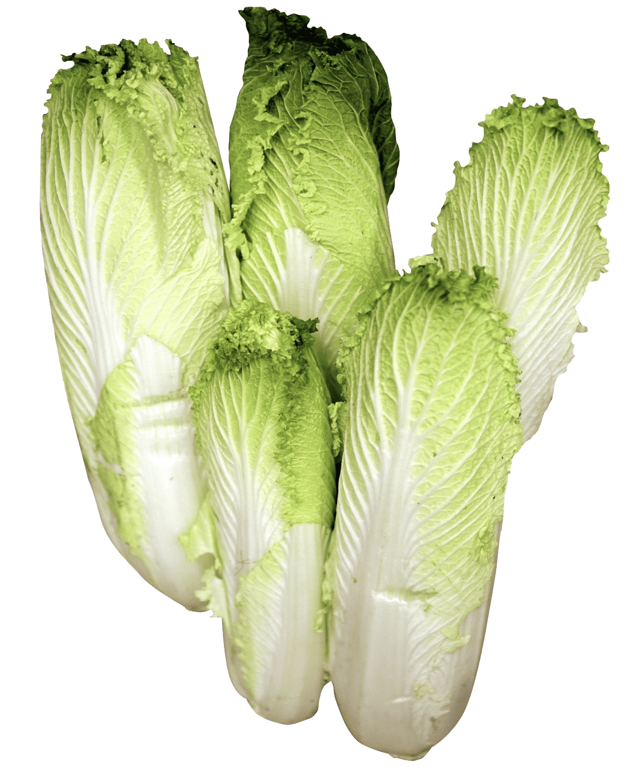 Cải thảo hoả tiễn