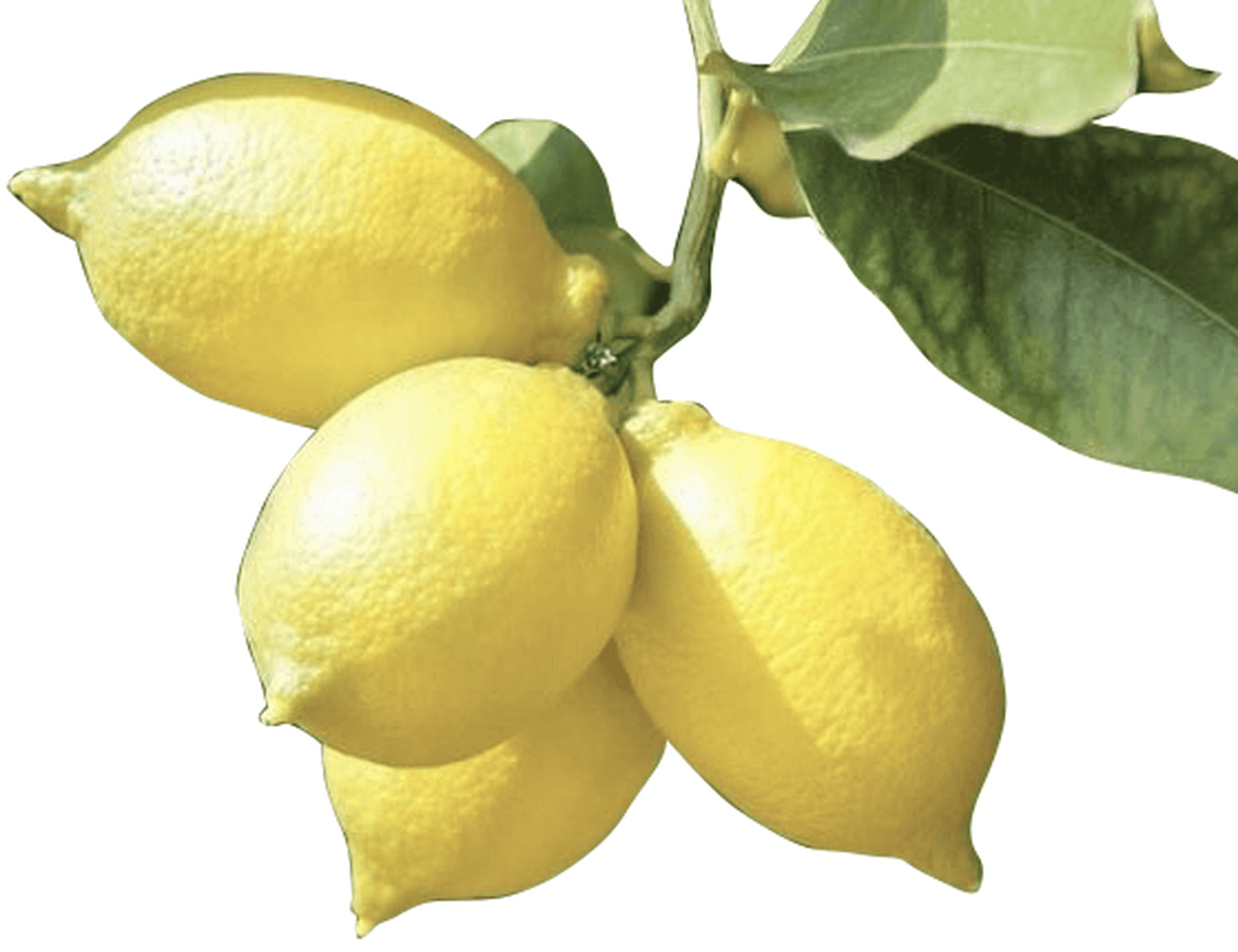 Chanh vàng giống Mỹ