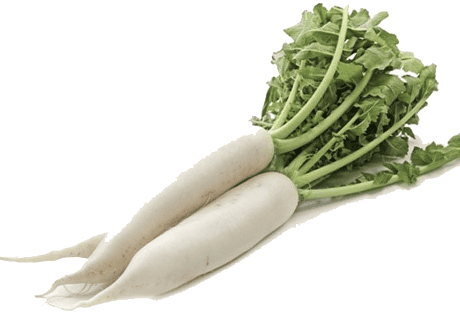 Củ cải trắng