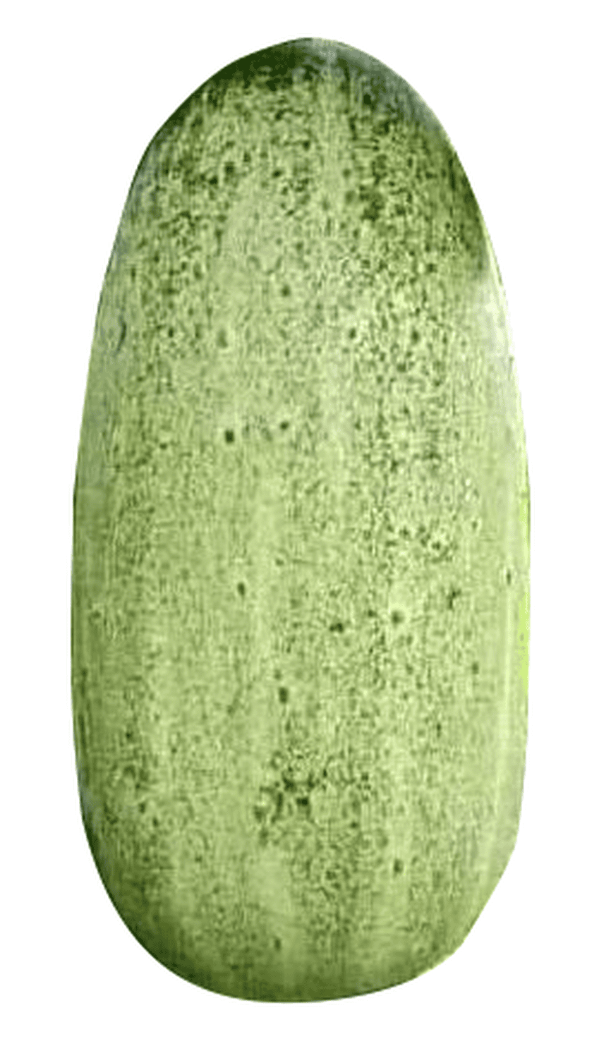 Dưa leo đồng bào