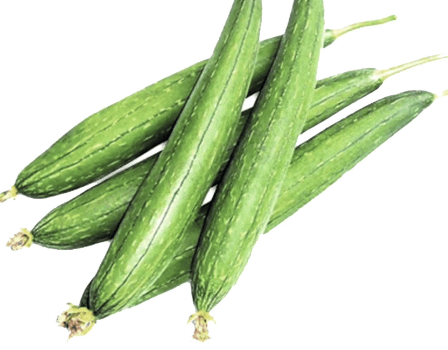 Mướp hương