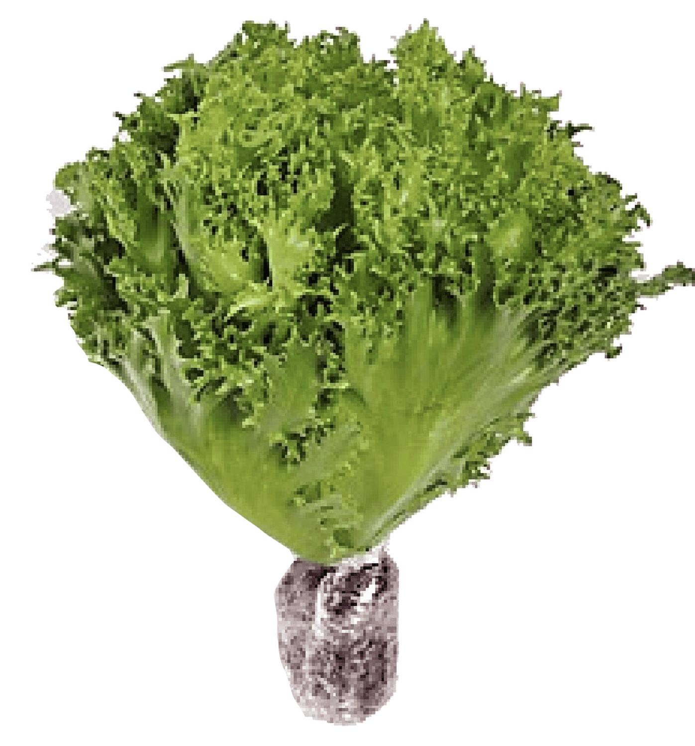 Xà lách thuỷ tinh